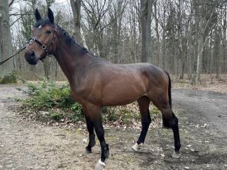 5 letni wałach po comme le pere