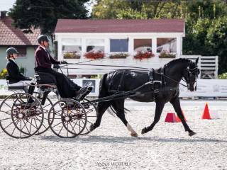 Stanówka II Wicemistrzem Świata Młodych koni i 3-krotnym Mistrzem MPMK.