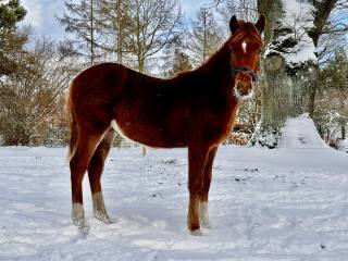 Poco - ogierek ur. 11.05.2025