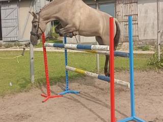 Cudowny kucyk do współdzierżawy