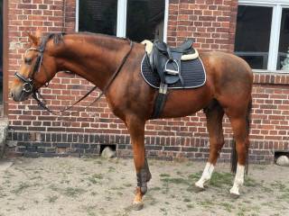 Ogier sportowy z dużym potencjałem – dzierżawa / opcja kupna