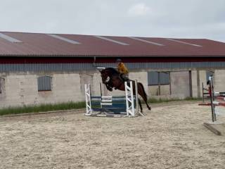 8letni wałach po Chacoon Blue