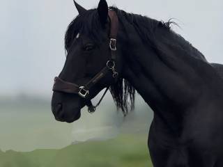 OFERTA STANÓWKI: TENOR XVII – Dziedzictwo Mistrzów w Twojej Hodowli