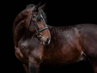 Stanówka ogierem Belmondno - ostatni z rodu Rolanda!