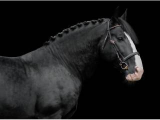 Stanówka ogierem ślaskim Barlo - po Arlo i Lokanie!