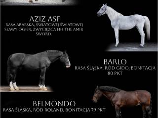 Punkt Stanówkowy Trans-Kam Stallions - Oferta 2026