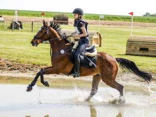 Wałach idealny do wprowadzenia w Wkkw oraz skoki