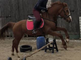 Współdzierzawa koni