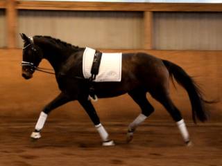 ***Utalentowany Hanowerski walach***