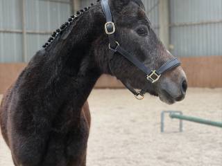 3 letni ogier skokowy Chavaros II / Catoki