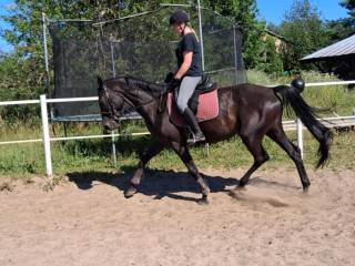 Sprzedam klacz do hodowli