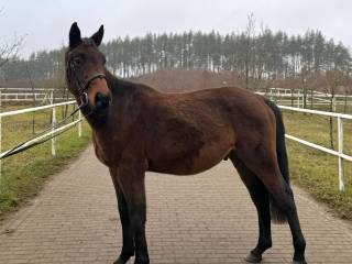 CALVADOS-S (Lissaro x Pikap)