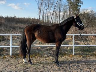 CENAR (ITOULON B x PIKAP)