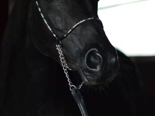 Kara klacz arabska Libretta (Murry Shah x LF Ali Lane)