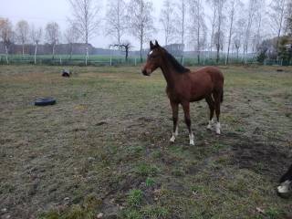 Sprzedam ogierka skokowego Caroni Lascar Z