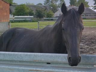 Dark sky champion, wałach po Dark'ann