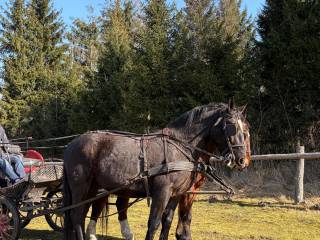 Wałach śląski 4 letni