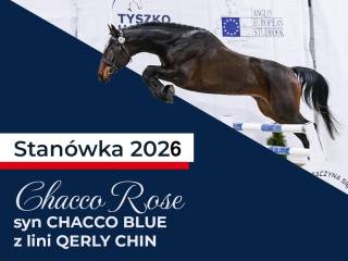 CHACCO ROSE (Chacco Blue - For Pleasure) najpotężniejsze geny skokowe!