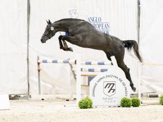 DRUNK IN LOVE KHS (DUC 123 Z x QUINTERO x CARDINO)