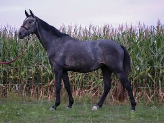 Klacz 4 letnia po Courtier/Conthargos