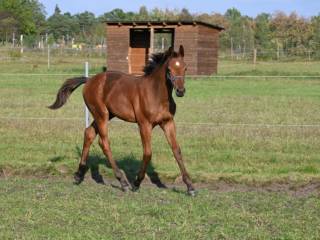 Ogier  2025 po Epleaser Van't Heike