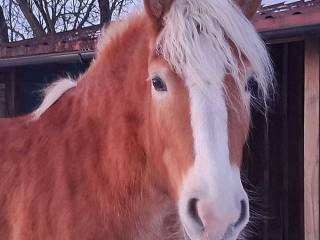 Haflinger