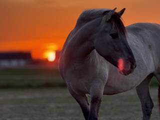 Konik polski klacz 140 cm – mocnej budowy, spokojna