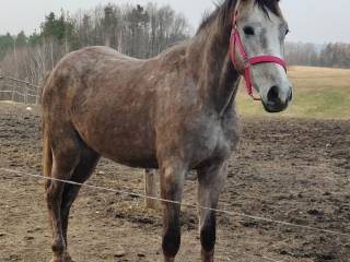 Klacz 2 letnia po Narthago VDL x Elvaro