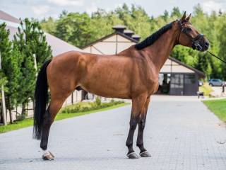 13yo gelding