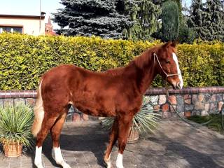 Klaczka APH paint horse