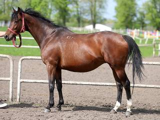 Diva ( Zafonium xx - Diversa o Vis Versa AA) klacz do hodowli