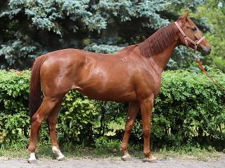 Herbaciana Różyczka (Tanges – Huanita po Toledo xx)