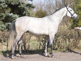 Leonidas (Rashim - Lolita po Diokles)
