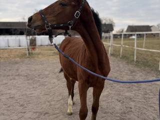 Ogierek 2025 | Vincento des Forets (Calvaro Z) x Klasyk (Elmero/Ramiro Z)
