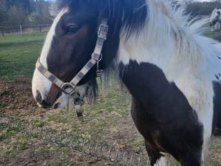 Irish Cob ogierek