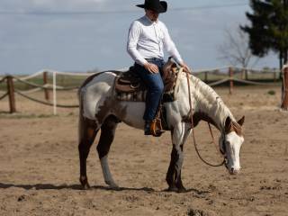 Ogier American paint horse APH