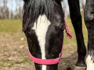 Malowana klacz 2024 Sebastino PS x Secret x Finest