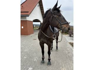 Klacz  wkkw po Corvallo