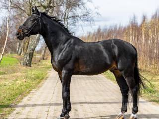 Stanówka ogierem Econteau ter Dieschoot