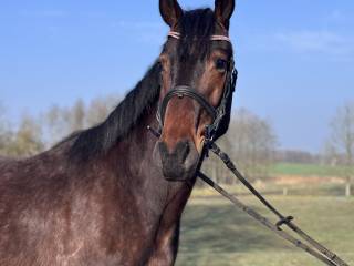 4-letni wałach Comme L’Etoile x Carry Son
