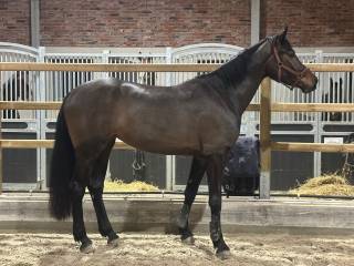4-letnia klacz po Cornet Obolensky x Cayenne 35000Euro