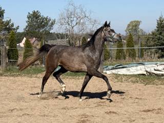 Klacz arabska 3 lata - D zeidan