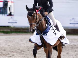 11-letnia klacz do sportu