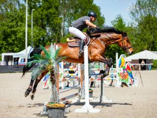 Klacz do sportu, 178cm, zdrowa, do wygrywania, dla dziecka i dorosłego, mocny rodowód