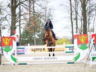 5 letni wałach (Landino VDL x Arezzo VDL x    Ahorn Z)