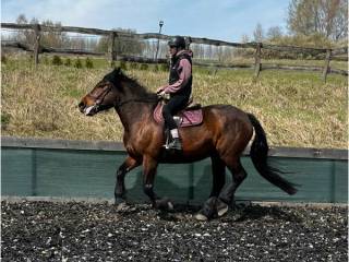 Klacz do rekreacji, 8lat, 160cm. Bezpieczna. Typ pogrubiony