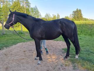 Sprzedam klacz KWPN 19 lat