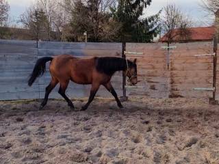 Mix AQH x wlkp klacz
