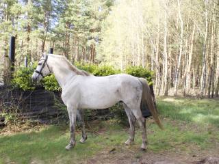 Licencjonowany ogier Zangersheide