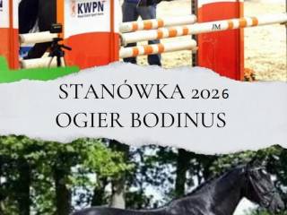 ogier kary stanówka Bodinus